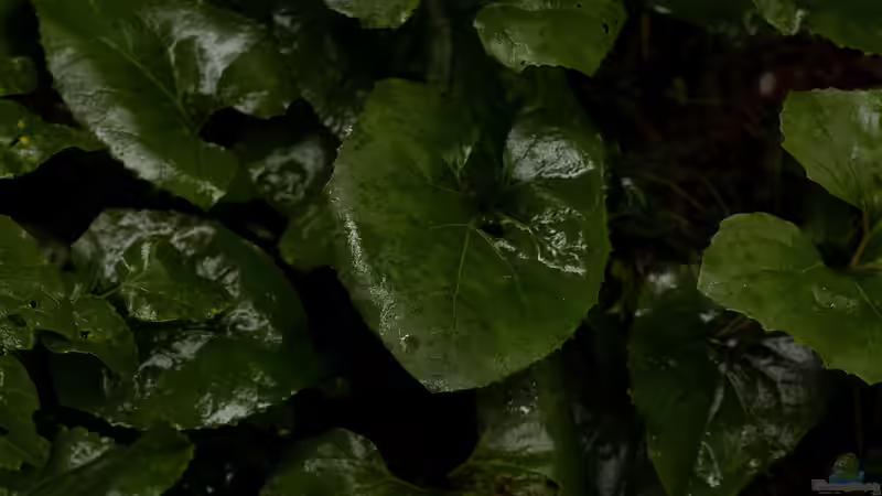 Gewittersimulation im Terrarium - Naturnahe Wetterphänomene realistisch nachbilden