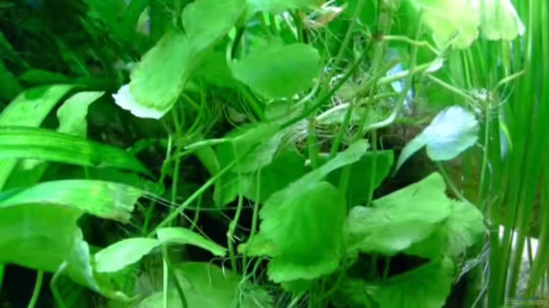 Gewöhnliche Wassernabel von Wels-fan (27)