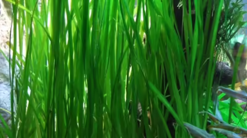 Gewöhnliche Wassserschraube von Wels-fan (19)