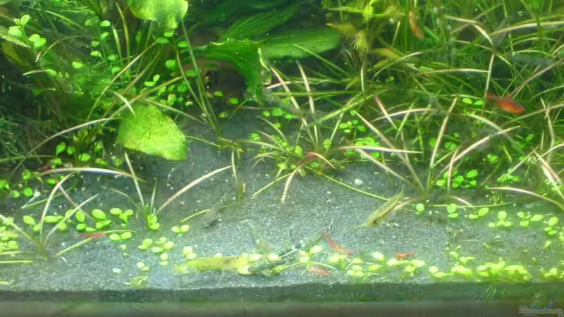 Gewusel an der Futtertablette, Otocinclus usw. von Christoph Grote (15)