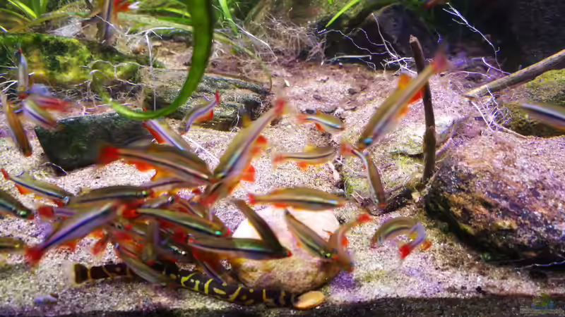 Gewusel mit Pangio kuhlii von a2b-aquaristik (17)