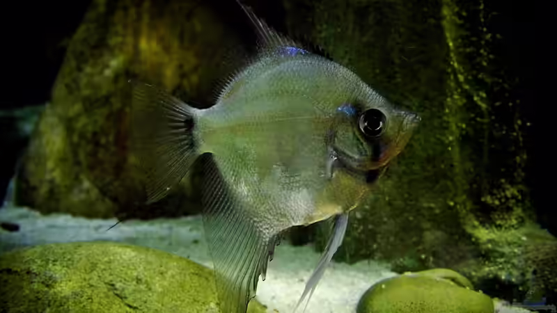 Ghost-Skalar von snooze (113)