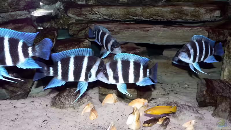 Gibberosa Gruppe von Baeltes (16)