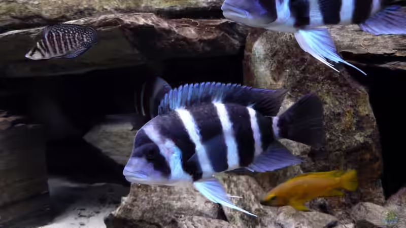 Gibberosa von Baeltes (18)