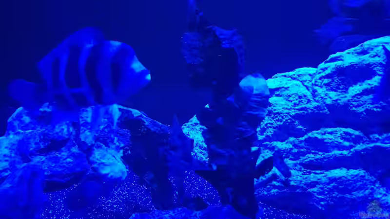 Gibberosa von TH (9)