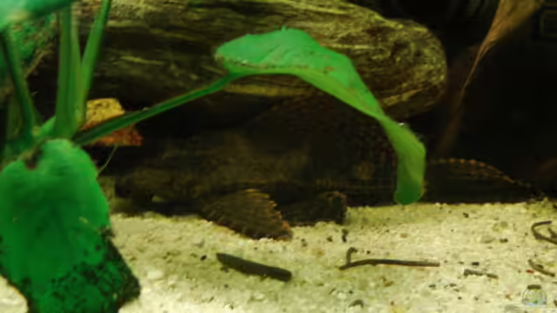 gibbicebs ca. 18cm von Markus Josef (15)