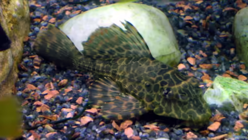 Gibbiceps (Glyptroperychtys Gibbiceps) von Zoltan Bene (26)