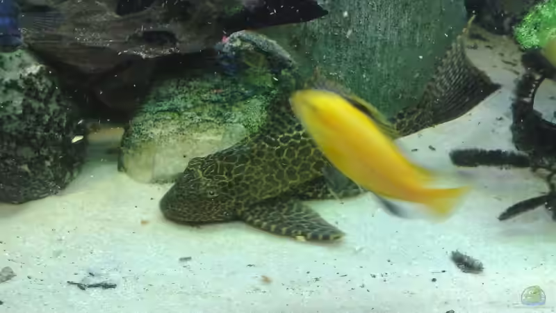 gibbiceps von Cali20 (25)