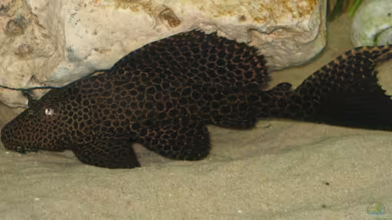 Gibbiceps von Gringo (8)