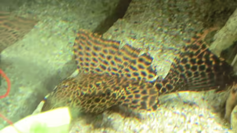 gibbiceps von kojandt (24)