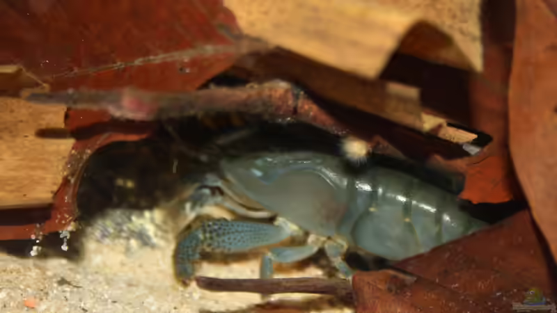 Gibt es passende Gesellschaft für Monsterfächergarnelen?