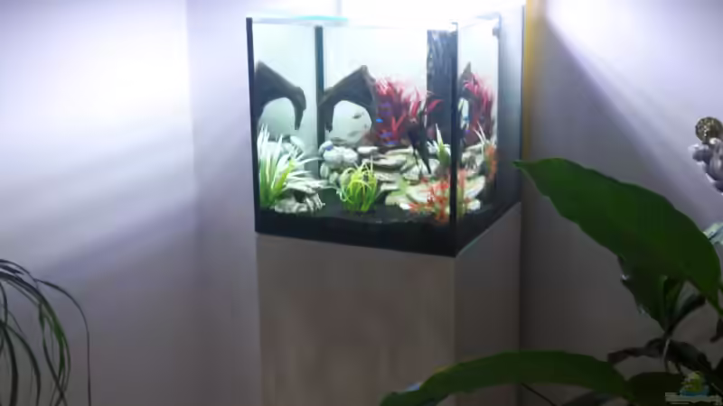 Giesmann von Nemo65 (3)