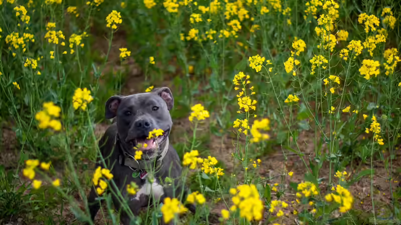 Giftige Gartenpflanzen für Hunde: Risiken erkennen und den Garten sicher gestalten