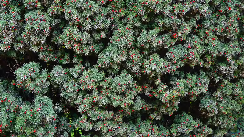 Giftige Gartenpflanzen für Hunde: Risiken erkennen und den Garten sicher gestalten