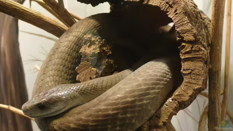 Giftschlangenhaltung: Risiken und Probleme