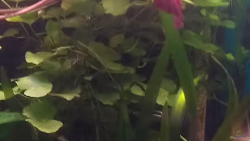 Gigantea, Roter Lotus und was ist das letzte? von Tobi L. (17)