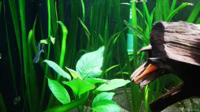 Gigantea Vallisneria von Stefan Heins (14)