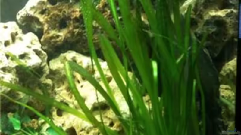 gigantea vor dem lochgestein rechts von René Cremer (7)