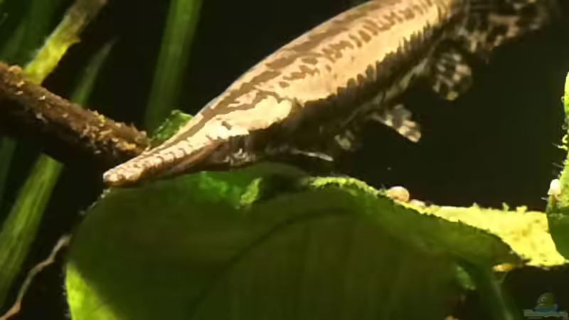 Gisela von Captain Gü (24)