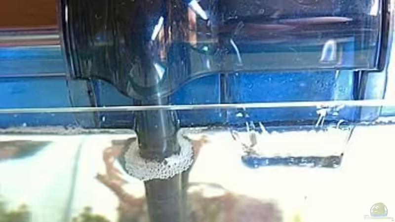 Gismo Hang On von Petra Kallmeyer (7)