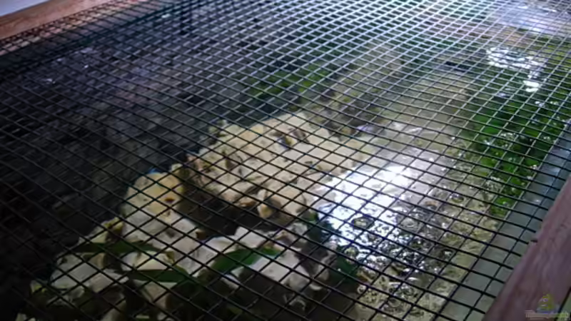 Gitterabdeckung von Stefan Grabher (7)