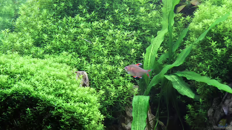 Gitterpflanze von Redfin (6)