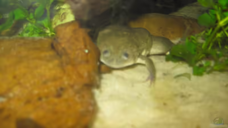 Gitti, welche wir am 20.04. zu uns geholt haben. von Jenny (17)