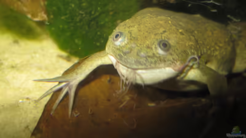 Gitti beim Fressen. von Jenny (27)