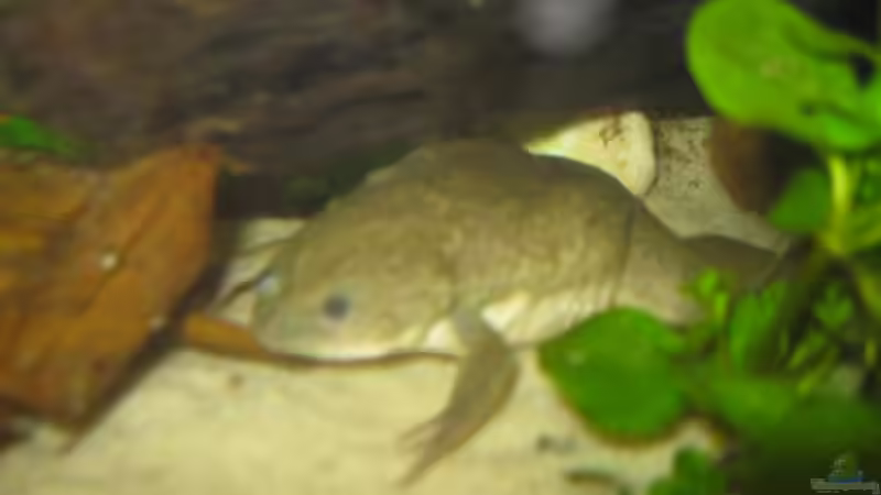 Gitti von Jenny (25)