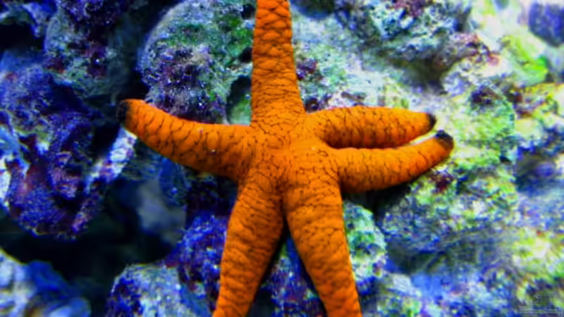 Give me six von Malawigo (2)