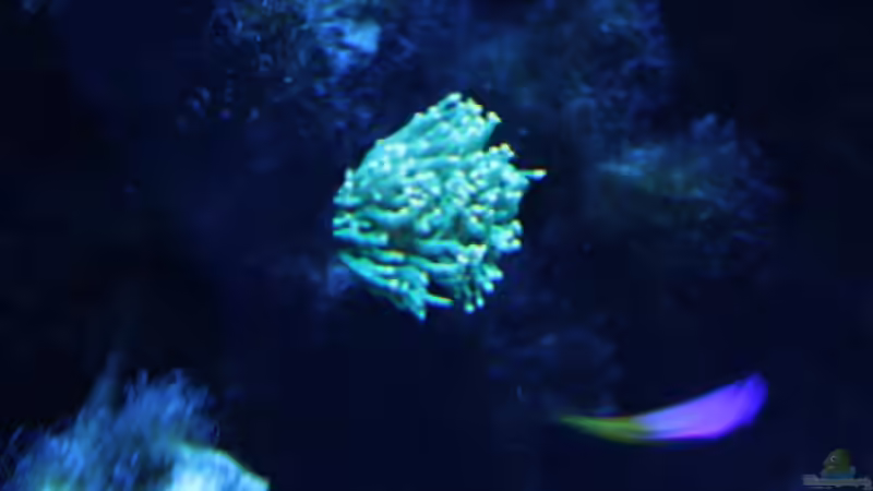 glabrescens 24.06.2009 von Stephan Ascher (24)