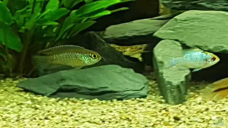 Glänzender Buntbarsch u. Schmetterlingsbuntbarsch. von Aqua-Ossie (8)