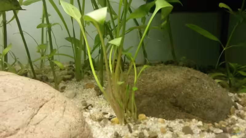 Glänzender Wasserkelch von J. (5)