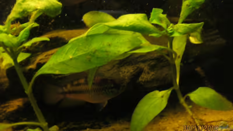 Aquarien mit Nannacara anomala (Glänzender Zwergbuntbarsch)