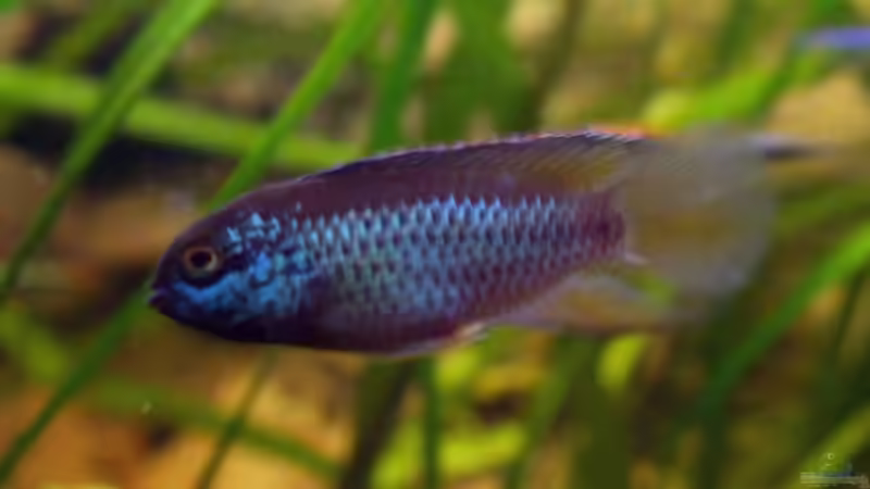 glänzender zwergbuntbarsch von NlLs M0nt (21)