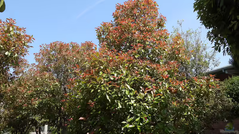 Glanzmispelbäume - Der umfassende Ratgeber für einen der vielseitigsten Gartenbäume