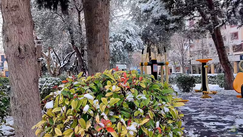 Glanzmispelbäume - Der umfassende Ratgeber für einen der vielseitigsten Gartenbäume