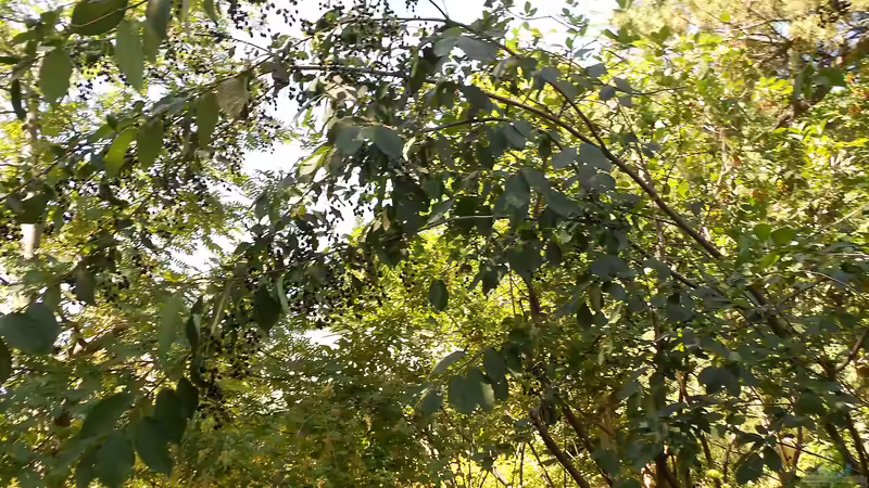 Glanzmispelbäume - Der umfassende Ratgeber für einen der vielseitigsten Gartenbäume