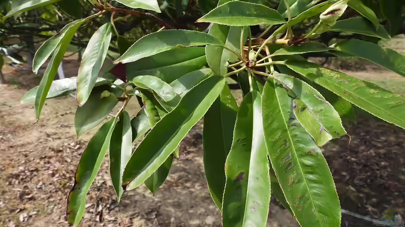 Glanzmispelbäume - Der umfassende Ratgeber für einen der vielseitigsten Gartenbäume
