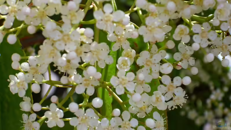 Glanzmispelbäume - Der umfassende Ratgeber für einen der vielseitigsten Gartenbäume