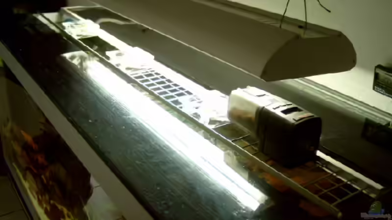 Einrichtungsbeispiele für Aquarien mit Kühlung