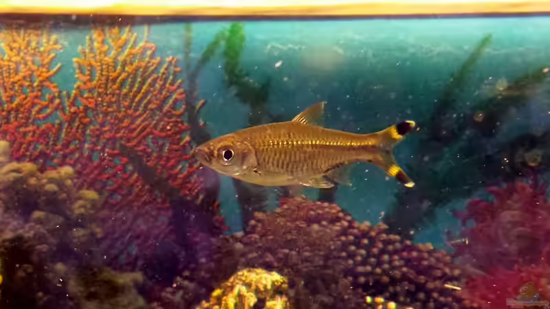 Rasbora trilineata im Aquarium halten (Einrichtungsbeispiele für Glasbärblinge)