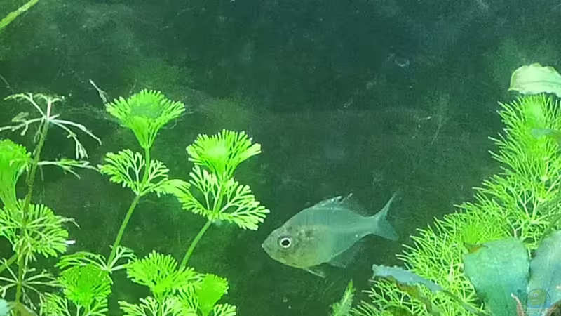 Glasbarsch von Max Wolf (10)