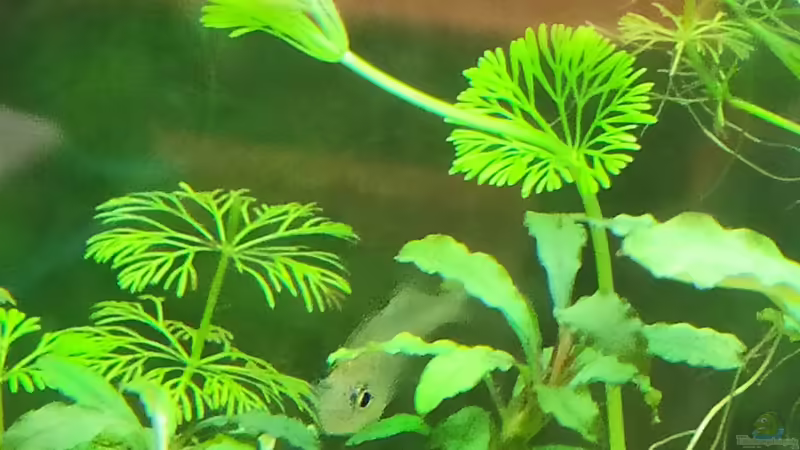 Glasbarsch von Max Wolf (9)