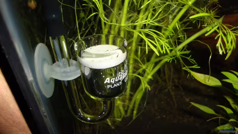 Glasdiffusor Aquatic Nature von Christoph Luz (38)