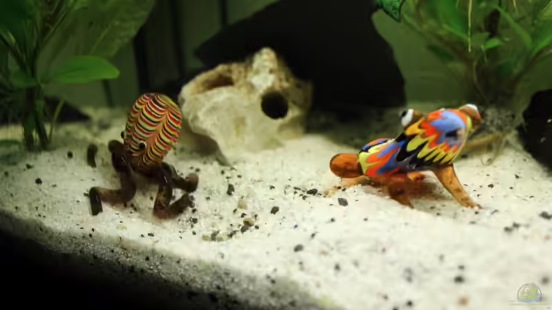 Glasfiguren mit Schiefernplatte und Weißem Stein im Hintergrund von Strandberd (13)