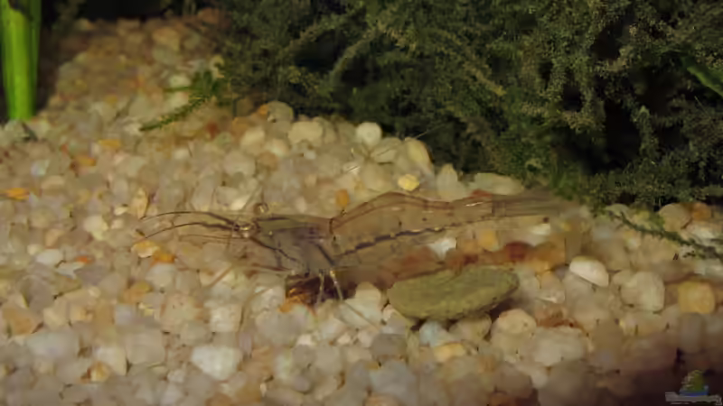 Aquarien mit Großarmgarnelen-Arten (Macrobrachium)