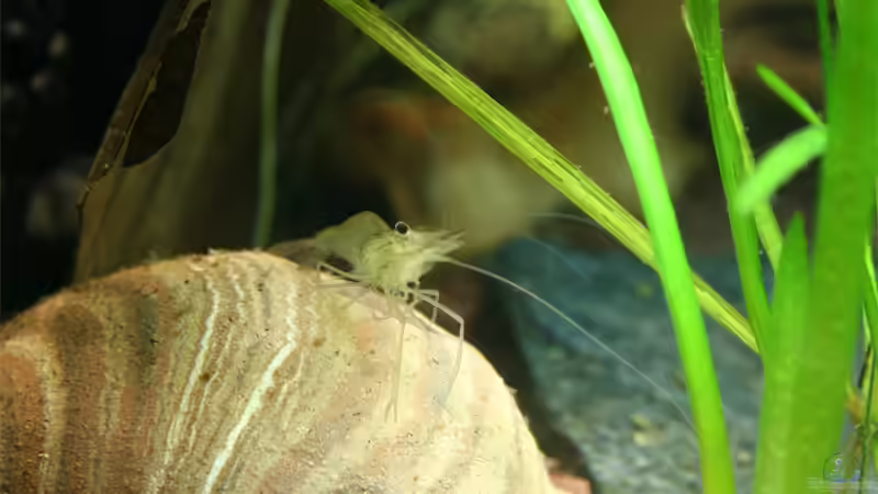 Glasgarnele von Oli M. (11)