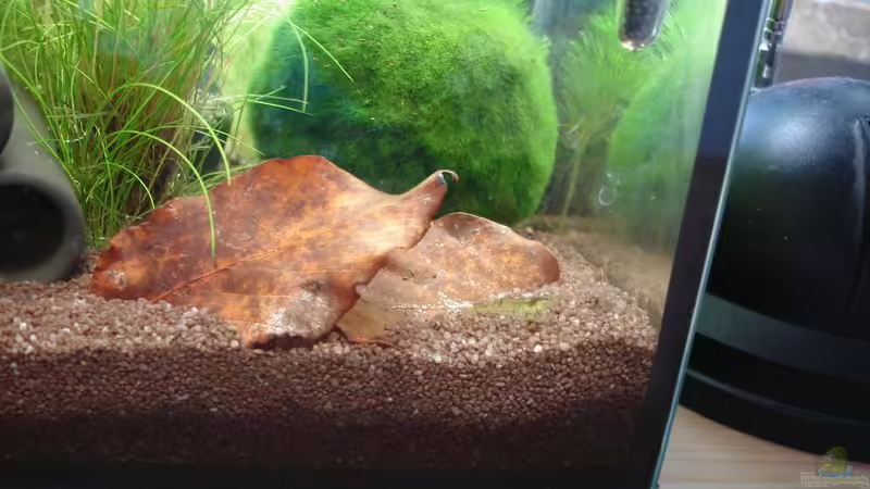 Glasgarnele? von Timo10 (14)