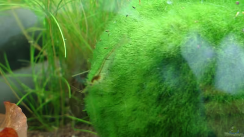 Aquarien mit Macrobrachium lanchesteri (Glasgarnele)
